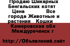 Продаю Шикарных Бенгальских котят › Цена ­ 17 000 - Все города Животные и растения » Кошки   . Кемеровская обл.,Междуреченск г.